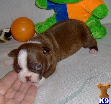 Boston Terrier Puppies for Sale